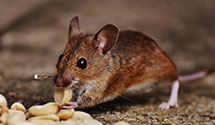 24 Hour & Emergency Exterminators in Arco, MN